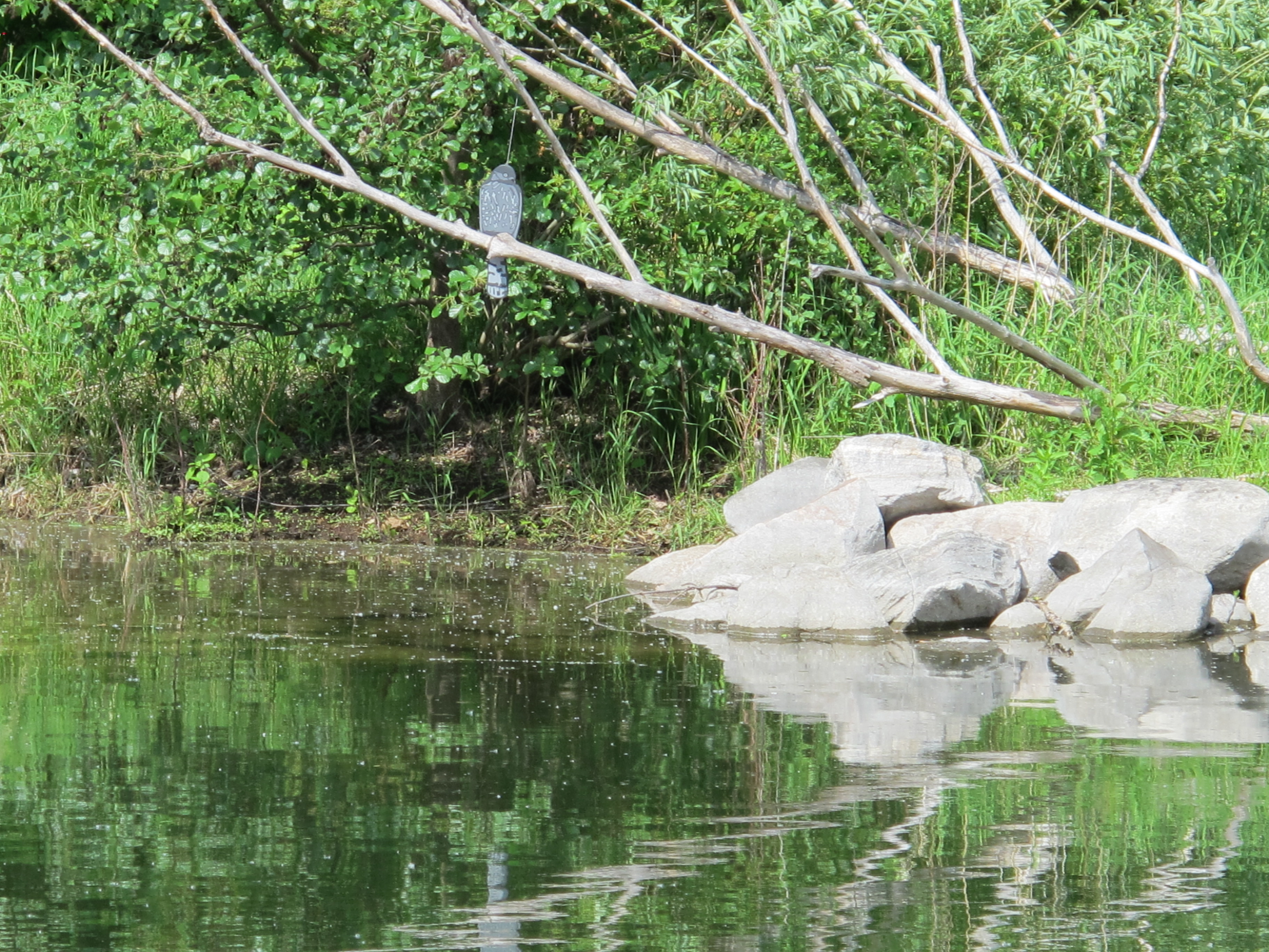 bird on branch